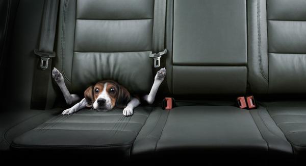 Diesen Hund hat's in die Sitze gezogen. Bekannt aus einer Autowerbung, die Geschwindigkeit rüberbringen sollte. Diesen Hund hat's in die Sitze gezogen. Bekannt aus einer Autowerbung, die Geschwindigkeit rüberbringen sollte.
