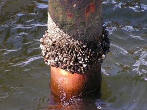 Miesmuscheln an einem Pfahl einer Mole am Strand des Ortes Stein bei Kiel