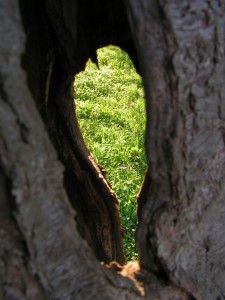 Gras durch ein Loch in einem Baum fotografiert