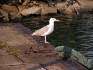 Möwe in Sassnitz (Rügen)