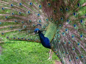 Ein Pfau in Molfsee